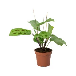 Maranta Leuconeura Var. Kerchoveana - Rabbit's Foot -Plant potted plants Maranta leuconeura kerchoveana Rabbits Foot b4f618a5 70e4 470d b43c 1bbb1ffb211d