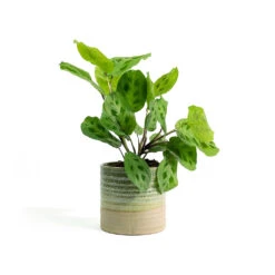 Maranta Leuconeura Var. Kerchoveana - Rabbit's Foot -Plant potted plants Maranta leuconeura var kerchoveana Rabbits Foot Nikkie Plant Pot Ice Green d27420d7 a233 48cf b822 19ea5f0da6db