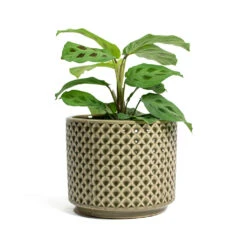 Maranta Leuconeura Var. Kerchoveana - Rabbit's Foot -Plant potted plants Maranta leuconeura var kerchoveana Rabbits Foot Thies Plant Pot Olive Green d5b027c8 0fc2 43df 8322 8877e218b24e