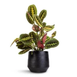 Norell Plant Pot - Black -Plant potted plants Maranta leuconeura var. erythroneura Herringbone Plant 12x35cm Norell Plant Pot Black 18x16cm
