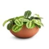 Maranta Leuconeura Var. Erythroneura - Lemon Lime -Plant potted plants Maranta leuconeura var. erythroneura Lemon Lime 12x35cm 2 x plants Morgana Refined Plant Bowl Canyon Orange 30x13cm