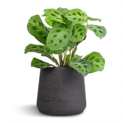 Patt Plant Pot - Black Washed 31 Patt Plant Pot - Black Washed -Plant potted plants Maranta leuconeura var. kerchoveana Rabbit s Foot 12x25cm Patt Plant Pot Black Washed 17x14cm 7e1a5c08 4a8f 4ce0 8a83 b77f13d689dc