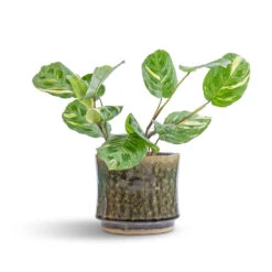 Nolan Plant Pot - Pine -Plant potted plants Maranta leuconeura var. kerchoveana Variegated Rabbit s Foot 12x25cm Nolan Plant Pot Pine 17x15cm 7 45de311c ec2d 4c88 abbc 5147a60ed3d7
