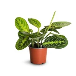Maranta Leuconeura Var. Erythroneura - Lemon Lime -Plant potted plants Maranta leuconeura var.erythroneura Lemon Lime 12x35cm