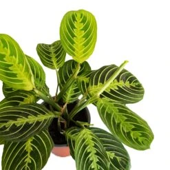 Maranta Leuconeura Var. Erythroneura - Lemon Lime -Plant potted plants Maranta leuconeura var.erythroneura Lemon Lime 12x35cm Close Up 2