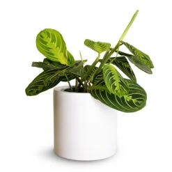 Puk Essentials Planter - Matt White -Plant potted plants Maranta leuconeura var.erythroneura Lemon Lime 12x35cm Puk Planter Matt White 15x15cm fc18bf38 3c69 4fca b990 df9582477617