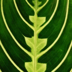 Maranta Leuconeura Var. Erythroneura - Lemon Lime -Plant potted plants Marantaleuconeuravar.erythroneura LemonLime 3