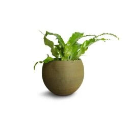 Microsorum Musifolium Crocodyllus - Crocodile Fern -Plant potted plants Microsorum musifolium Crocodyllus Crocodile Fern 12x25cm Dex Plant Pot Forrest
