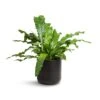 Microsorum Musifolium Crocodyllus - Crocodile Fern -Plant potted plants Microsorum musifolium Crocodyllus Crocodile Fern 17x40cm Lisbon Plant Pot Anthracite 19x19cm