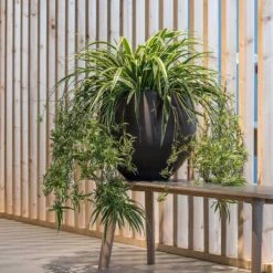 Mini Orb Kevan Plant Pot - Black Washed 27 Mini Orb Kevan Plant Pot - Black Washed -Plant potted plants Mini Orb Kevan Plant Pot Black Washed Spider Plant