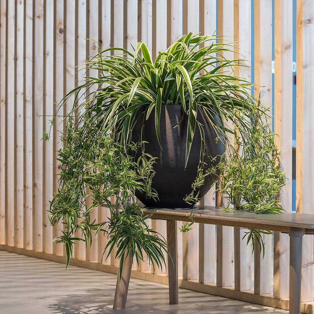 Mini Orb Kevan Plant Pot - Black Washed 14 Mini Orb Kevan Plant Pot - Black Washed - Image 12