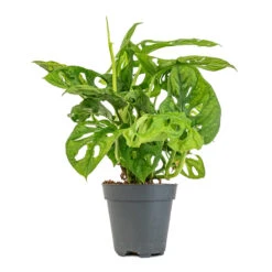 Monstera Adansonii - Philodendron Monkey Mask -Plant potted plants Monstera adansonii Philodendron Monkey Mask 12x30cm