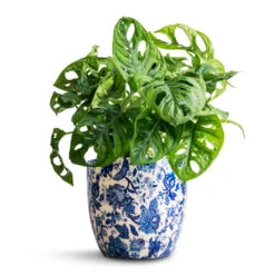 Monstera Adansonii - Philodendron Monkey Mask -Plant potted plants Monstera adansonii Philodendron Monkey Mask 12x30cm Monza Plant Pot Vintage Blue 15x14cm 28da4d81 1c9a 49ec a532 5d128b29c64c