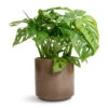 Monstera Adansonii - Philodendron Monkey Mask -Plant potted plants Monstera adansonii Philodendron Monkey Mask 12x30cm Remmi Glaze Plant Pot Mocha 14x14cm af920ead d1c0 4959 ab17 5fe37447c811