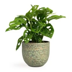 Monstera Adansonii - Philodendron Monkey Mask -Plant potted plants Monstera adansonii Philodendron Monkey Mask 12x30cm Rinca Plant Pot Shiny Green 15x13cm