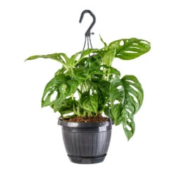 Monstera Adansonii - Philodendron Monkey Mask -Plant potted plants Monstera adansonii Philodendron Monkey Mask 15x40cm