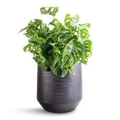 Norell Plant Pot - Black -Plant potted plants Monstera adansonii Philodendron Monkey Mask 19x50cm Norell Plant Pot Black 25x24cm bb5bbba4 6f7f 4889 9bb5 1cbe250f8a99