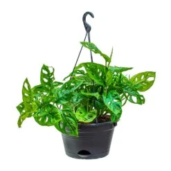 Monstera Adansonii - Philodendron Monkey Mask -Plant potted plants Monstera adansonii Philodendron Monkey Mask 28x40cm