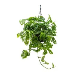 Monstera Adansonii - Philodendron Monkey Mask -Plant potted plants Monstera adansonii Philodendron Monkey Mask 28x40cm v2