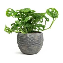 Monstera Adansonii - Philodendron Monkey Mask -Plant potted plants Monstera adansonii Philodendron Monkey Mask Fay Plant Pot Blue Gold