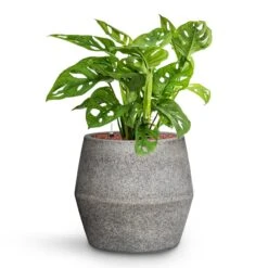 Monstera Adansonii - Philodendron Monkey Mask - HydroCare -Plant potted plants Monstera adansonii Philodendron Monkey Mask HydroCare Cement Stone Harley Plant Pot Granite Grey