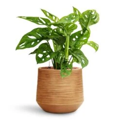 Monstera Adansonii - Philodendron Monkey Mask - HydroCare -Plant potted plants Monstera adansonii Philodendron Monkey Mask HydroCare Dune Darcy Planter Almond