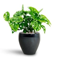 Monstera Adansonii - Philodendron Monkey Mask - HydroCare -Plant potted plants Monstera adansonii Philodendron Monkey Mask HydrocultureAmora Plant Pot Anthracite Mirror 89da66ab a2a9 47e0 911e c2870c86c44f