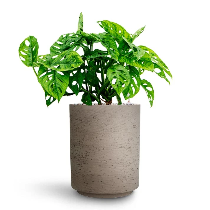 Suzi Plant Pot - Grey Washed 15 Suzi Plant Pot - Grey Washed - Image 13