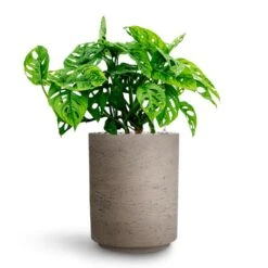 Monstera Adansonii - Philodendron Monkey Mask - HydroCare -Plant potted plants Monstera adansonii Philodendron Monkey Mask HydrocultureSuzi Plant Pot Grey Washed b3ebce18 4204 48da b7f8 99baadc4318f