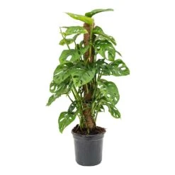 Monstera Adansonii - Philodendron Monkey Mask - Moss Pole 19 Monstera Adansonii - Philodendron Monkey Mask - Moss Pole -Plant potted plants Monstera adansonii Philodendron Monkey Mask Moss Pole 16x60cm