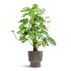 Monstera Adansonii - Philodendron Monkey Mask - Moss Pole 22 Monstera Adansonii - Philodendron Monkey Mask - Moss Pole -Plant potted plants Monstera adansonii Philodendron Monkey Mask Moss Pole 16x60cm Aries Handles Plant Pot Charcoal 19x20cm