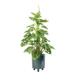 Pisa Plant Pot - Emerald -Plant potted plants Monstera adansonii Philodendron Monkey Mask Moss Pole 16x60cm Pisa Plant Pot Emerald 20x24cm