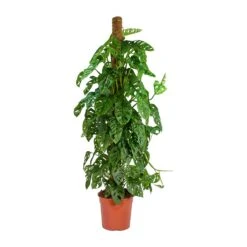 Monstera Adansonii - Philodendron Monkey Mask - Moss Pole 16 Monstera Adansonii - Philodendron Monkey Mask - Moss Pole -Plant potted plants Monstera adansonii Philodendron Monkey Mask Moss Pole Large