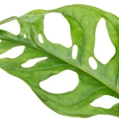 Monstera Adansonii - Philodendron Monkey Mask -Plant potted plants Monstera adansonii Philodendron Monkey Mask SWATCH