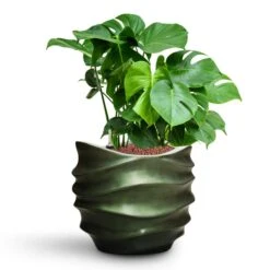Gradient Lee Couple Planter - Matt Forest -Plant potted plants Monstera deliciosa HydroCare Gradient Lee Couple Planter Matt Forest d3509c7c bd76 4c29 903f 43f1836bf21f