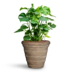 Treasure Selena Planter - Chalk Beige 14 Treasure Selena Planter - Chalk Beige -Plant potted plants Monstera deliciosa HydroCare Treasure Selena Planter Chalk Beige 50a11016 4d83 40cf 88d7 568c5e42d6d0