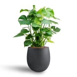 Grigio Balloon Plant Pot - Anthracite Concrete -Plant potted plants Monstera deliciosa Hydroculture Grigio Balloon Plant Pot Anthracite Concrete 2 4856dd29 eb28 4fec 895f 67751abe7449