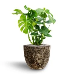 Lava Couple Relic Planter - Black 25 Lava Couple Relic Planter - Black -Plant potted plants Monstera deliciosa Hydroculture Lava Couple Relic Planter Black 068a0dd8 649a 4cdc b66a e73ba5fa6790
