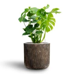 Luxe Lite Waterfall Cylinder Planter - Bronze 23 Luxe Lite Waterfall Cylinder Planter - Bronze -Plant potted plants Monstera deliciosa Hydroculture Luxe Lite Waterfall Cylinder Planter Bronze 05793a49 d1a0 463b 8e75 c15fa652684a