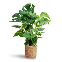 Zayn Bamboo Planter -Plant potted plants Monstera deliciosa Hydroculture Zayn Bamboo Planter 7e1bc869 5f47 40a3 a23a cc66f565b733