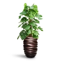 Monstera Deliciosa - Moss Pole - HydroCare -Plant potted plants Monstera deliciosa Moss Pole HydroCare Gradient Lee Partner Planter Matt Coffee
