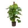 Monstera Deliciosa - Moss Pole - HydroCare -Plant potted plants Monstera deliciosa Moss Pole Hydroculture Indoor Plant