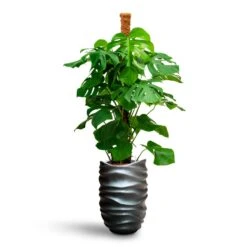 Gradient Lee Partner Planter - Matt Grey -Plant potted plants Monstera deliciosa Moss Pole Hydroculture Gradient Lee Partner Planter Matt Grey