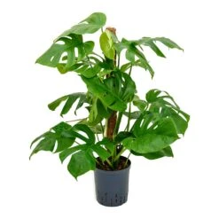 Monstera Deliciosa - Moss Pole - HydroCare -Plant potted plants Monstera deliciosa Moss Pole Indoor Plant Hydroculture 18 19x90cm