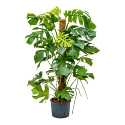 Monstera Deliciosa - Moss Pole - HydroCare -Plant potted plants Monstera deliciosa Moss Pole Indoor Plant Hydroculture 25 19x130cm