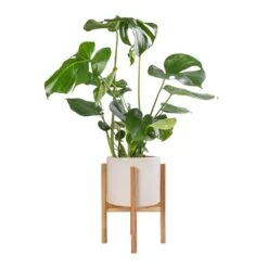 Monstera Deliciosa - Swiss Cheese Plant 34 Monstera Deliciosa - Swiss Cheese Plant -Plant potted plants Monstera deliciosa Swiss Cheese Plant 17x60cm Anzio Plant Pot with Wooden Stand Stone White 24x24cm