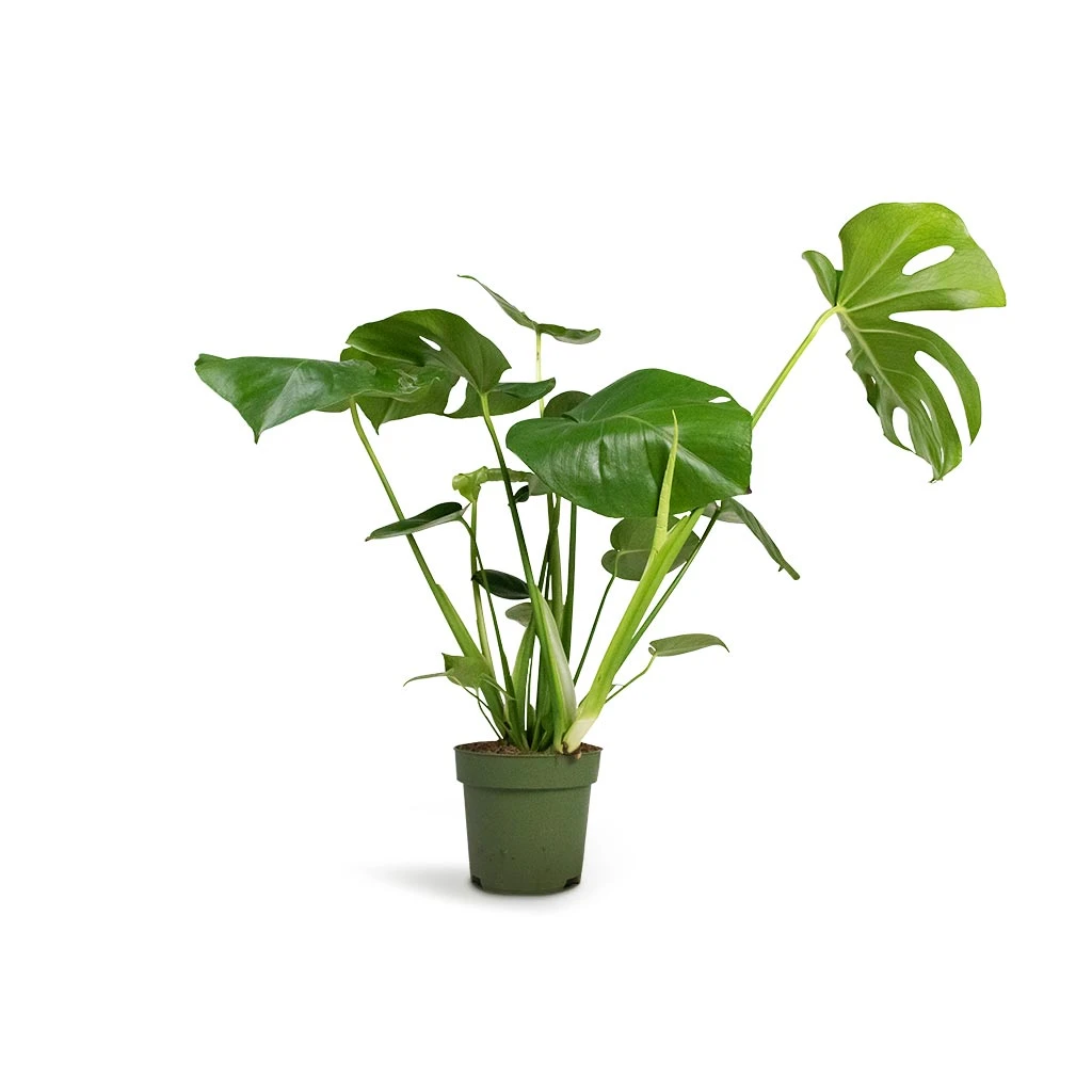 Monstera Deliciosa - Swiss Cheese Plant 21 Monstera Deliciosa - Swiss Cheese Plant - Image 19
