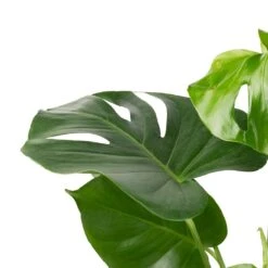 Monstera Deliciosa - Swiss Cheese Plant 25 Monstera Deliciosa - Swiss Cheese Plant -Plant potted plants Monstera deliciosa Swiss Cheese Plant 17x65cm 2