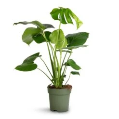 Monstera Deliciosa - Swiss Cheese Plant 24 Monstera Deliciosa - Swiss Cheese Plant -Plant potted plants Monstera deliciosa Swiss Cheese Plant 17x65cm