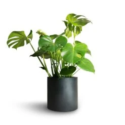 Puk Natural Planter - Matt Black -Plant potted plants Monstera deliciosa Swiss Cheese Plant 21x70cm Puk Natural Planter Matt Black 25x25cm